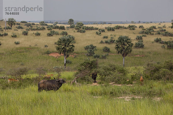 Ostafrika  Wasserbüffel  Bubalus arnee  Kaffernbüffel  Syncerus caffer  Nationalpark  Landschaft  Säugetier  Landschaftlich schön  landschaftlich reizvoll  Natur  Rind  Afrika  Uganda