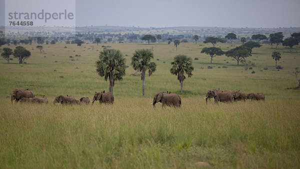 Ostafrika Afrikanischer Elefant Loxodonta africana Afrikanische Nationalpark Tier Säugetier Landschaftlich schön landschaftlich reizvoll Wildtier Natur Elefant Afrika Elfenbein Uganda