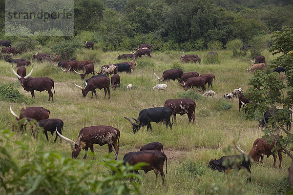Ostafrika  Hausrind  Hausrinder  Kuh  Tier  Säugetier  Rind  Haustier  Afrika  Uganda