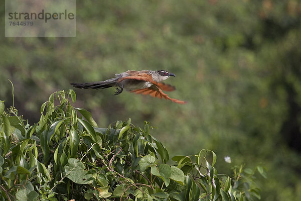 Ostafrika  fliegen  fliegt  fliegend  Flug  Flüge  Tier  Landschaftlich schön  landschaftlich reizvoll  Wildtier  Natur  Vogel  Uganda