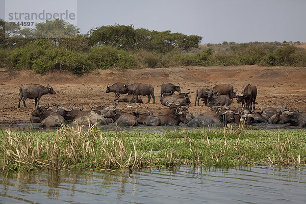 Ostafrika  Wasserbüffel  Bubalus arnee  Kaffernbüffel  Syncerus caffer  Nationalpark  ruhen  Tier  Landschaftlich schön  landschaftlich reizvoll  Wildtier  Natur  Rind  Afrika  Rest  Überrest  Uganda