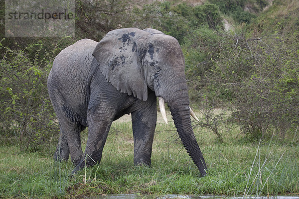 Ostafrika  Afrikanischer Elefant  Loxodonta africana  Afrikanische  Wasserrand  Nationalpark  Wasser  Tier  Säugetier  Landschaftlich schön  landschaftlich reizvoll  Wildtier  Natur  Elefant  Afrika  Elfenbein  Uganda