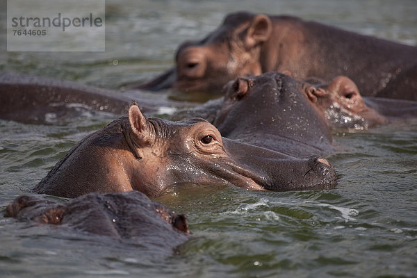Ostafrika  Nationalpark  Wasser  Flusspferd  Hippopotamus amphibius  Tier  Säugetier  Landschaftlich schön  landschaftlich reizvoll  Wildtier  Natur  Afrika  Uganda  Jungtier