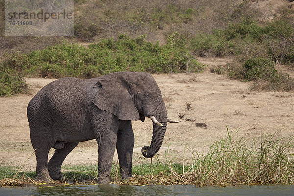 Ostafrika  Afrikanischer Elefant  Loxodonta africana  Afrikanische  Wasserrand  Nationalpark  Wasser  Tier  Säugetier  Landschaftlich schön  landschaftlich reizvoll  Wildtier  Natur  Elefant  Afrika  Kormoran  Elfenbein  Uganda