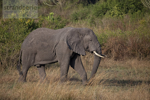 Ostafrika Afrikanischer Elefant Loxodonta africana Afrikanische Nationalpark Tier Säugetier Landschaftlich schön landschaftlich reizvoll Wildtier Natur Elefant Afrika Elfenbein Uganda