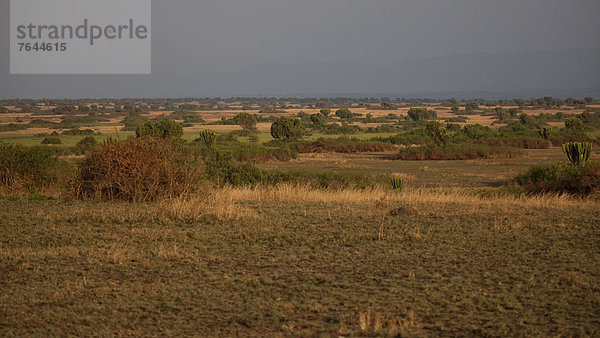 Ostafrika  Nationalpark  Landschaft  Natur  Pflanze  Abenddämmerung  Afrika  Wolfsmilch  Euphorbie  Uganda