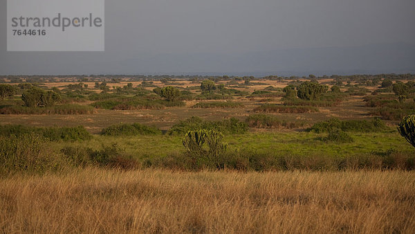 Ostafrika  Nationalpark  Landschaft  Natur  Pflanze  Abenddämmerung  Afrika  Wolfsmilch  Euphorbie  Uganda
