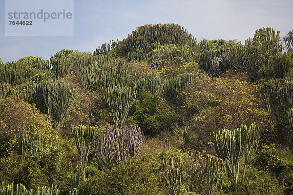 Ostafrika  Nationalpark  Landschaft  Natur  Pflanze  Afrika  Wolfsmilch  Euphorbie  Uganda