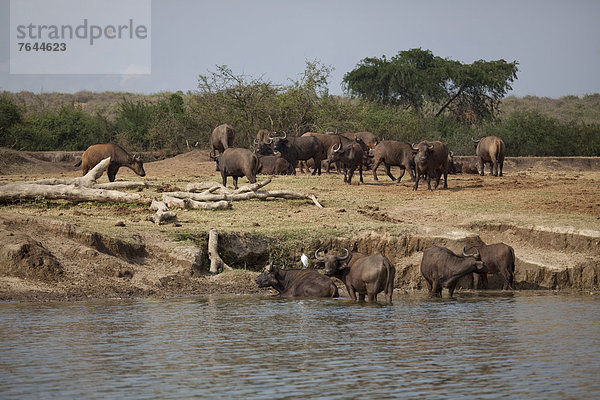 Ostafrika  Wasserbüffel  Bubalus arnee  Kaffernbüffel  Syncerus caffer  Nationalpark  ruhen  Tier  Landschaftlich schön  landschaftlich reizvoll  Wildtier  Natur  Rind  Afrika  Rest  Überrest  Uganda