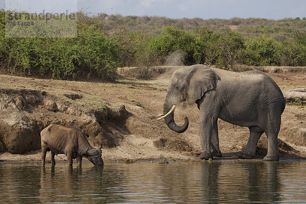 Ostafrika  Afrikanischer Elefant  Loxodonta africana  Afrikanische  Wasserbüffel  Bubalus arnee  Kaffernbüffel  Syncerus caffer  Wasserrand  Nationalpark  Wasser  Tier  Säugetier  Landschaftlich schön  landschaftlich reizvoll  Wildtier  Natur  Rind  Elefant  Afrika  Elfenbein  Uganda