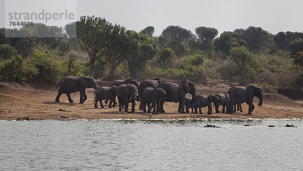 Ostafrika  Afrikanischer Elefant  Loxodonta africana  Afrikanische  Wasserrand  Nationalpark  Wasser  Tier  Säugetier  Landschaftlich schön  landschaftlich reizvoll  Wildtier  Natur  Elefant  Afrika  Elfenbein  Uganda