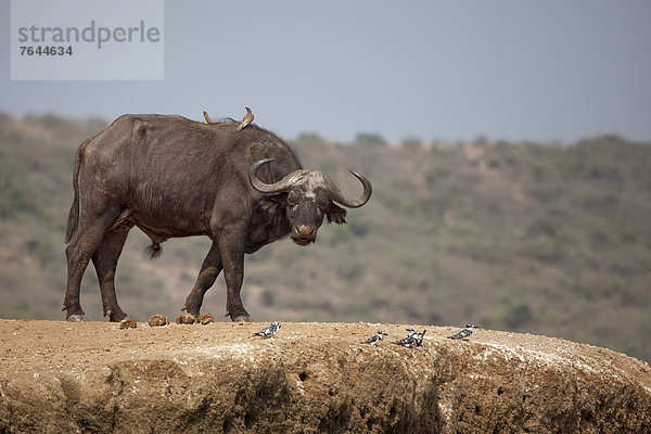 Ostafrika  Wasserbüffel  Bubalus arnee  Kaffernbüffel  Syncerus caffer  Nationalpark  Tier  Säugetier  Landschaftlich schön  landschaftlich reizvoll  Wildtier  Natur  Rind  Afrika  Uganda