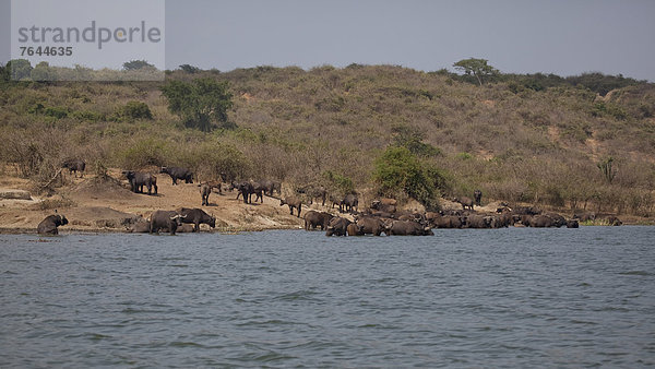 Ostafrika  Wasserbüffel  Bubalus arnee  Kaffernbüffel  Syncerus caffer  Nationalpark  Tier  Säugetier  Landschaftlich schön  landschaftlich reizvoll  Wildtier  Natur  Rind  Afrika  Uganda