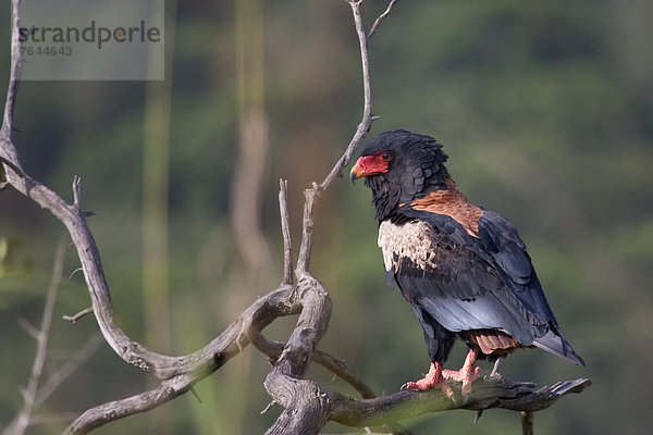 Ostafrika  Greifvogel  Tier  Landschaftlich schön  landschaftlich reizvoll  Wildtier  Vogel  Afrika  Uganda