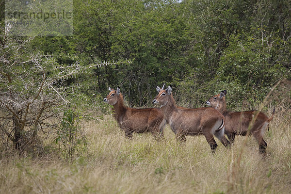 Ostafrika  Wasserbock  Kobus ellipsiprymnus  Nationalpark  Tier  Säugetier  Wildtier  Rind  Ofen  Afrika  Uganda
