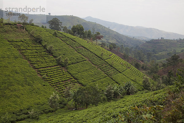 Ostafrika  Nationalpark  Berg  Landschaft  Landwirtschaft  Plantage  Afrika  Tee  Uganda