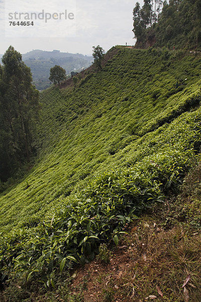 Ostafrika  Nationalpark  Berg  Landschaft  Landwirtschaft  ernten  Pflanze  Plantage  hinzufügen  Schwarzer Tee  Tee  Uganda