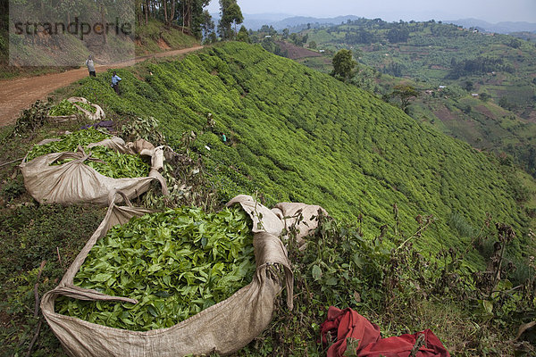 Ostafrika  Nationalpark  Berg  Landschaft  Landwirtschaft  ernten  Pflanze  Plantage  hinzufügen  Schwarzer Tee  Tee  Uganda