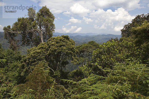 Ostafrika  Nationalpark  Baum  Landschaft  Regenwald  Afrika  Uganda