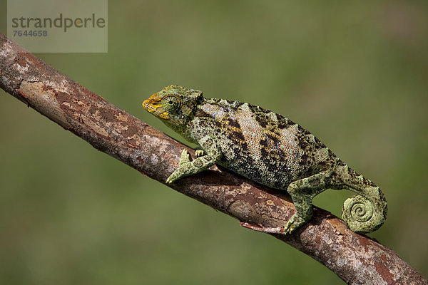 Ostafrika  Chamäleon  Chamaeleo chamaeleon  Tier  Landschaftlich schön  landschaftlich reizvoll  Wildtier  Natur  Wirbeltier  Reptilie  Afrika  Uganda
