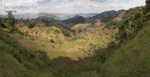 Ostafrika  Landschaft  Landwirtschaft  ernten  Pflanze  Plantage  Afrika  Schwarzer Tee  Tee  Teeplantage  Uganda