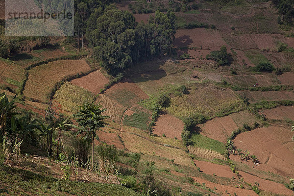 Ostafrika  Landschaft  Landwirtschaft  ernten  Pflanze  Plantage  Afrika  Schwarzer Tee  Tee  Teeplantage  Uganda