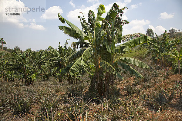Ostafrika  Banane  Frucht  Landwirtschaft  Afrika  Bananenstaude  Uganda