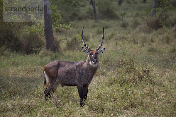 Ostafrika  Wasserbock  Kobus ellipsiprymnus  Nationalpark  Tier  Säugetier  Landschaftlich schön  landschaftlich reizvoll  Wildtier  Natur  Rind  Afrika  Uganda