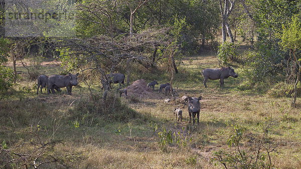 Ostafrika  Warzenschwein  Phacochoerus aethiopicus  Nationalpark  Tier  Säugetier  Landschaftlich schön  landschaftlich reizvoll  Wildtier  Natur  Afrika  Schwein  Uganda