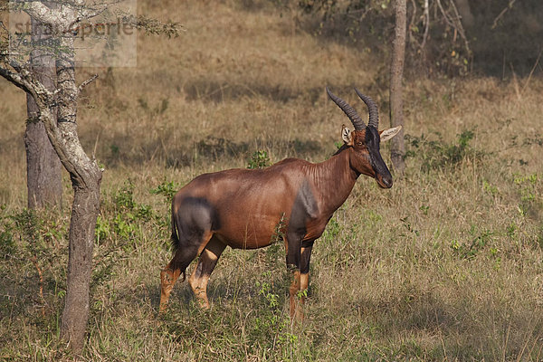 Ostafrika  Nationalpark  Landschaftlich schön  landschaftlich reizvoll  Wildtier  Rind  Afrika  Uganda