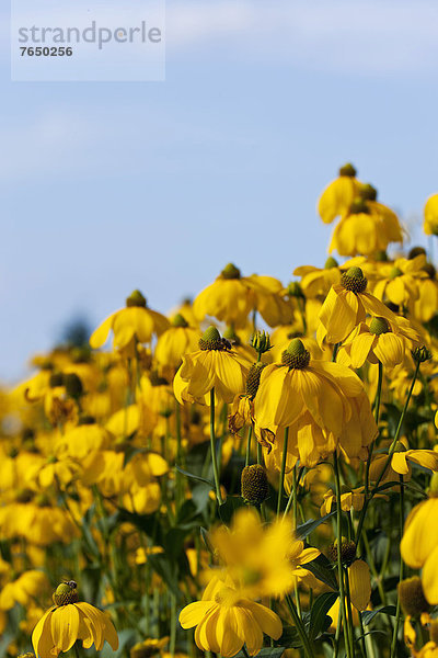 Gelber Sonnenhut (Rudbeckia fulgida)