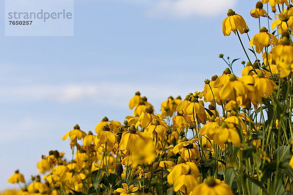 Gelber Sonnenhut (Rudbeckia fulgida)