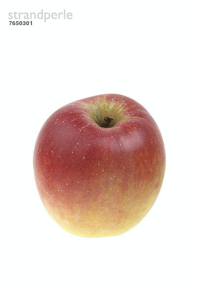 Apfel der Apfelsorte Waldgirmeser Herrenapfel