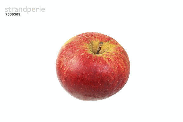 Apfel der Apfelsorte Steinbacher