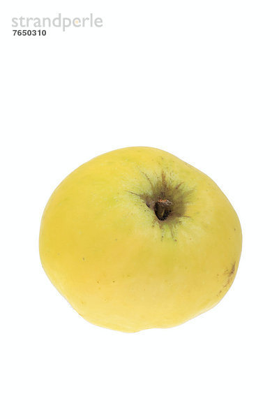 Apfel der Apfelsorte Seestermüher Zitronenapfel