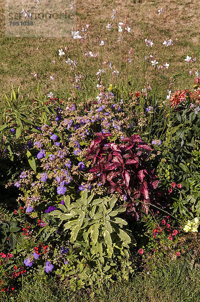 Farbaufnahme  Farbe  Europa  Blume  Palast  Schloß  Schlösser  Garten  Vielfalt  Barock  Baden-Württemberg  Deutschland  Ludwigsburg