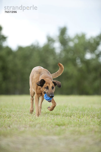 Hund  Ball Spielzeug  Mischling  apportieren
