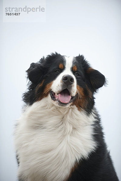 Berner Sennenhund  Portrait