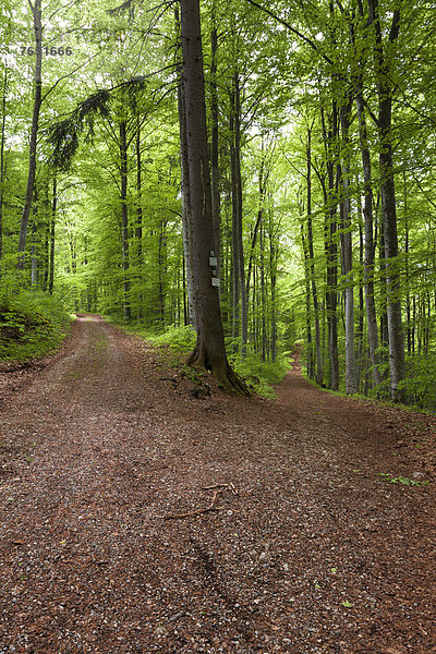 Europa  folgen  Wald  Gabel  Baden-Württemberg  Deutschland