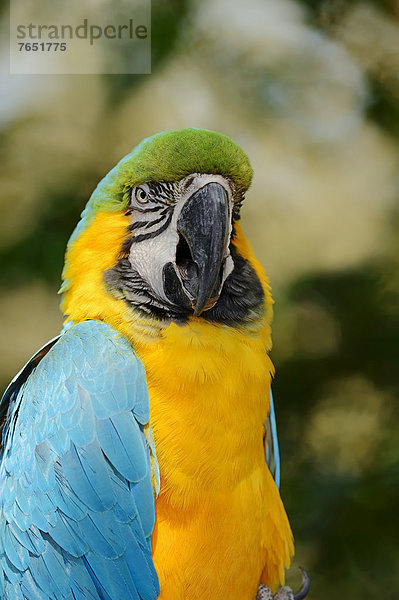 gelb  blau  Gold  Papagei  Gefangenschaft  Ara  Südamerika