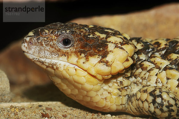 Portrait  Gefangenschaft  Skink