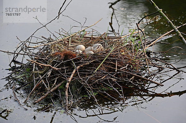 Coot (Fulica atra)  nest with eggs