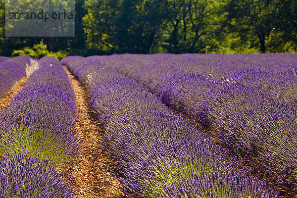 Frankreich  Europa  blühen  Feld  Provence - Alpes-Cote d Azur  Lavendel  Vaucluse