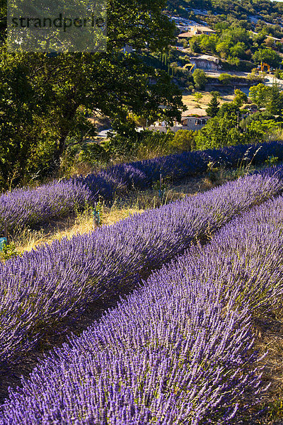 Frankreich  Europa  blühen  Feld  Provence - Alpes-Cote d Azur  Lavendel  Vaucluse