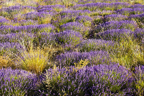 Frankreich  Europa  blühen  Feld  Provence - Alpes-Cote d Azur  Lavendel