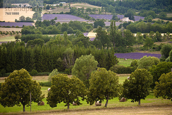 Frankreich  Europa  blühen  Landschaft  Feld  Provence - Alpes-Cote d Azur  Lavendel  Vaucluse