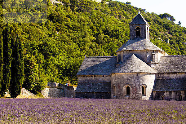 Blühendes Lavendelfeld (Lavendula angustifolia)  vor der Abtei Senanque  Gordes  Vaucluse  Provence-Alpes-Cote d'Azur  Südfrankreich  Frankreich  Europa