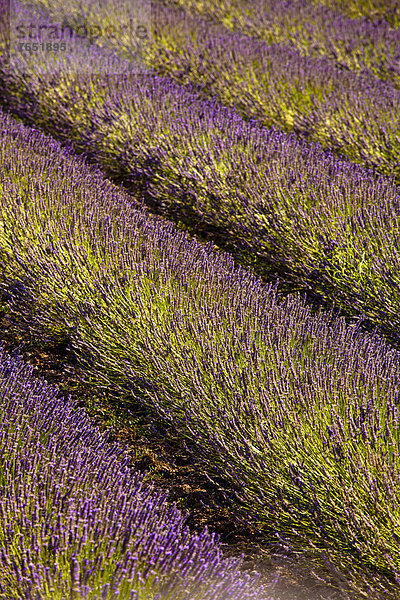 Blühendes Lavendelfeld  Echter Lavendel (Lavendula angustifolia)  Vaucluse  Provence-Alpes-Cote d'Azur  Südfrankreich  Frankreich  Europa  ÖffentlicherGrund