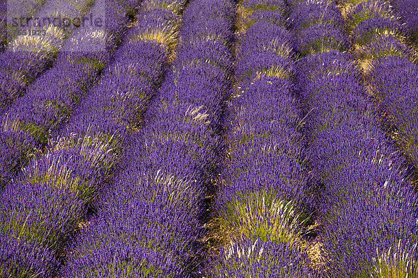 Blühendes Lavendelfeld  Echter Lavendel (Lavendula angustifolia)  Vaucluse  Provence-Alpes-Cote d'Azur  Südfrankreich  Frankreich  Europa  ÖffentlicherGrund