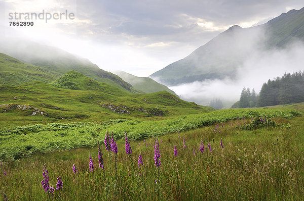 Roter Fingerhut  Digitalis purpurea  blühen  Beleuchtung  Licht  Nebel  Regen  Highlands